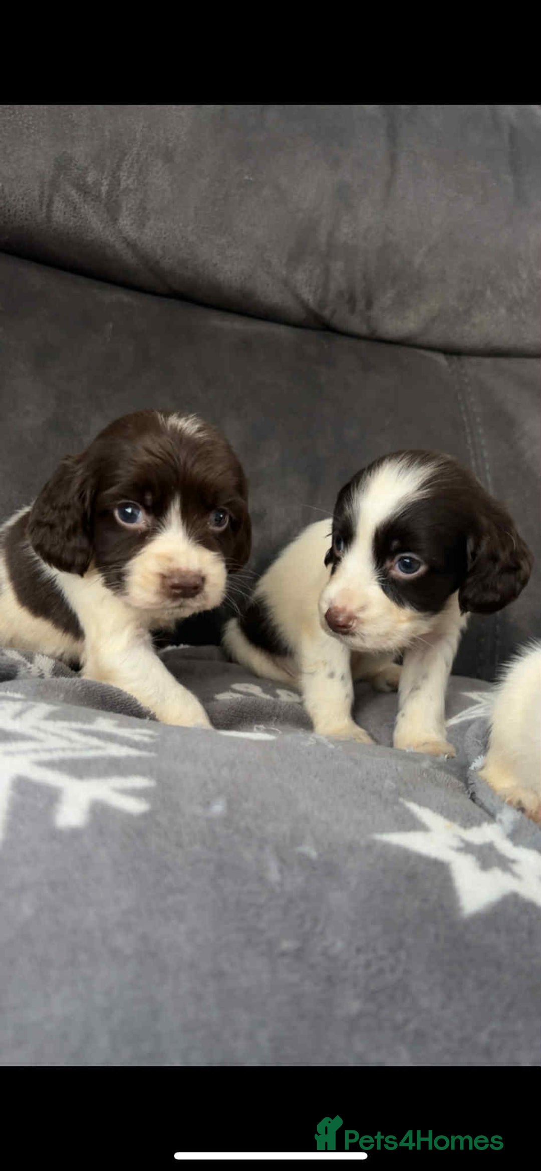 Cocker Spaniel dogs for sale: Cocker Spaniel Puppy’s  - Image 4