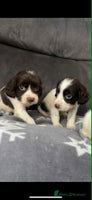 Cocker Spaniel dogs - Advert 7
