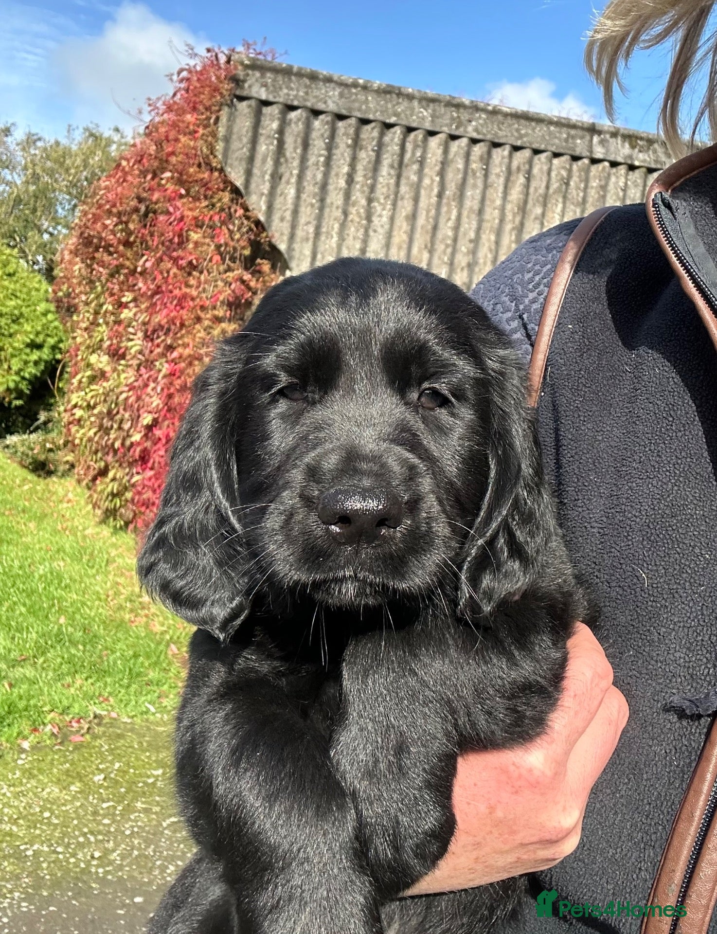 Mixed Breed dogs *Ready Now!* Golden x Flat coated retriever pups! - Advert 4