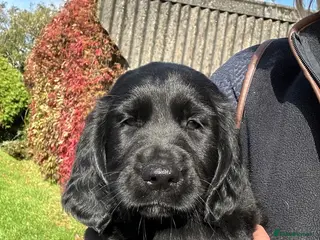 Mixed Breed dogs *Ready Now!* Golden x Flat coated retriever pups! - Advert 4