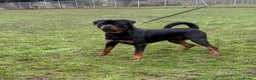Rottweiler dogs for sale: rottweiler male champions blood lines - Advert 1