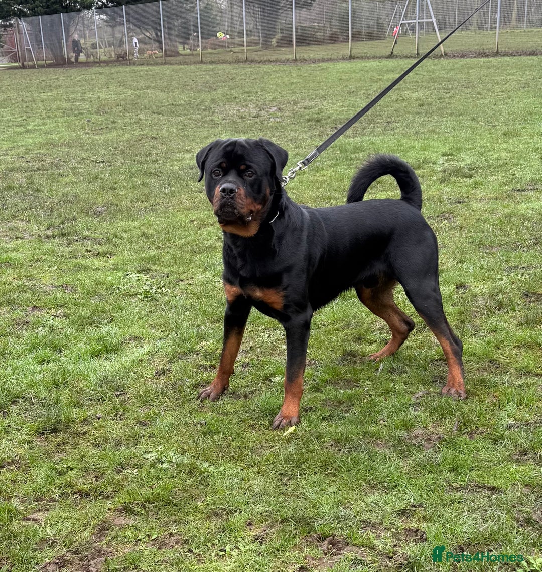 Rottweiler dogs for sale: rottweiler male champions blood lines - Advert 1