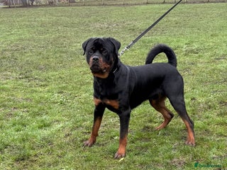 Rottweiler dogs rottweiler male champions blood lines - Advert 1