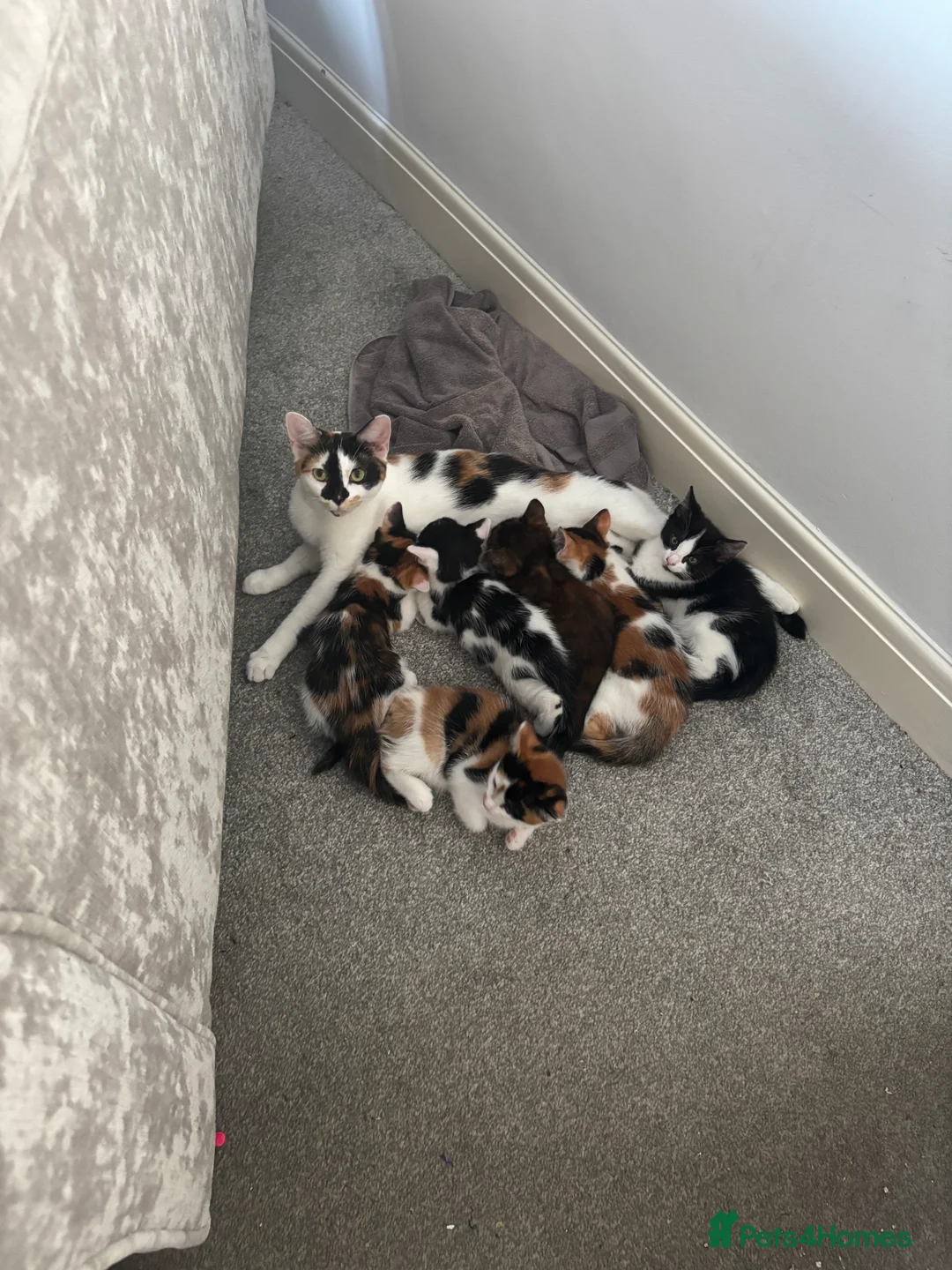 Mixed Breed cats for adoption: Adorable All Girl Kittens in Rainham - Advert 2