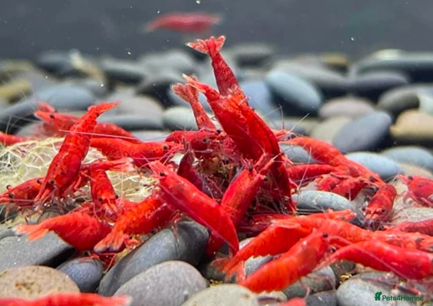 Ricefish fish Red cherry shrimp  - Advert 24