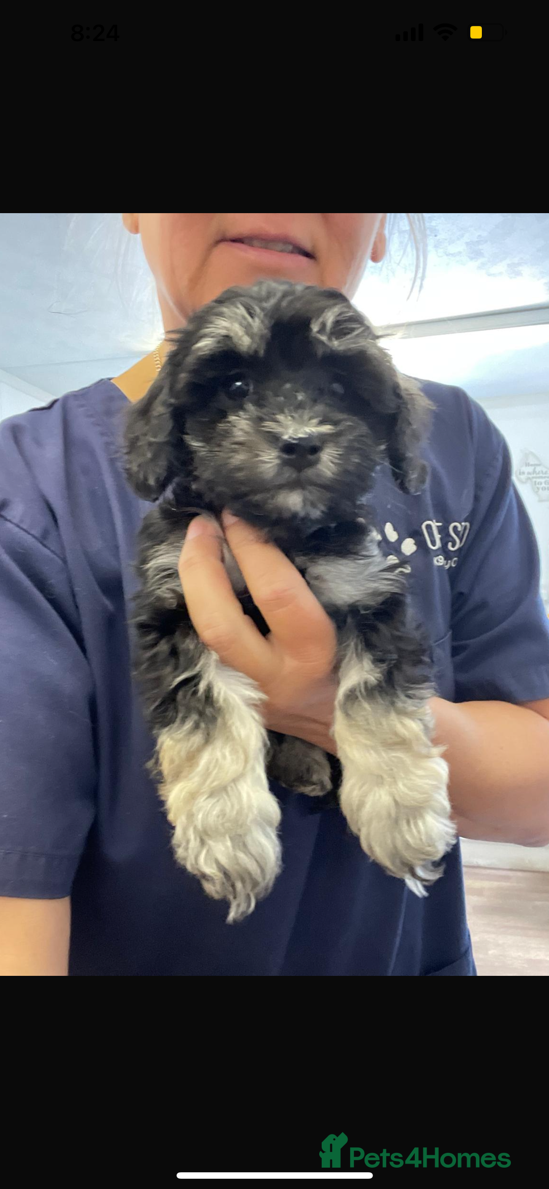 Toy Poodle dogs for stud: Phantom Toy Poodle KC registered North East Stud in Whitley Bay - Advert 10