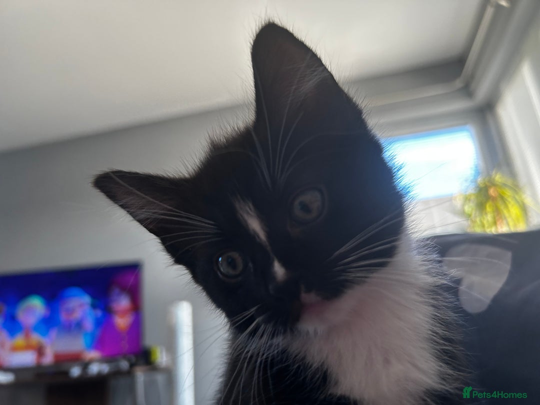 Ragdoll cats for sale: Ragdoll cross kitten (male) - Image 2
