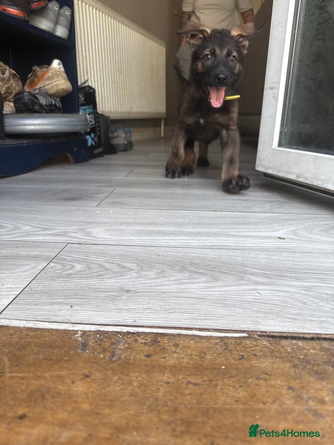 German Shepherd dogs for sale: READY NOW! German Shepherd x Belgian Malinois - Image 12