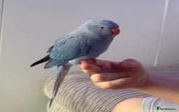 Parakeets birds for sale: Indian ring neck  - Image 1