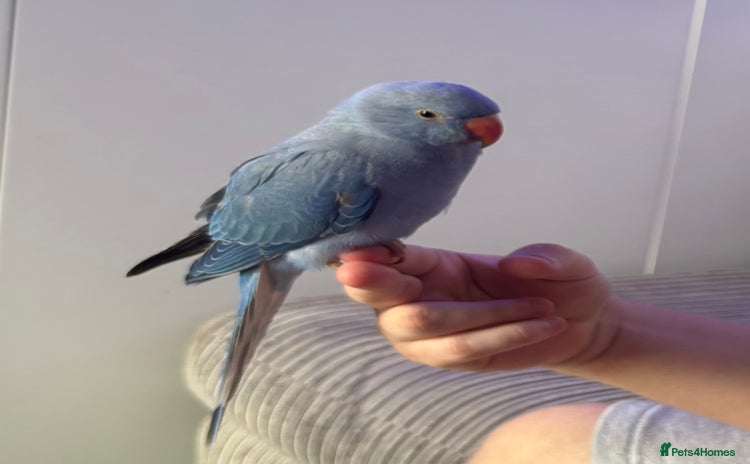Parakeets birds - Advert 1