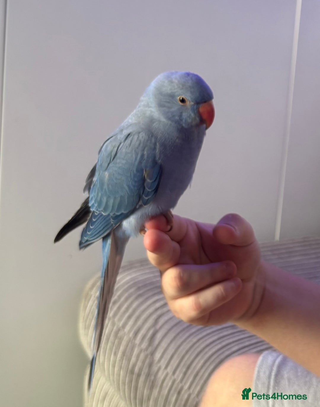 Parakeets birds for sale: Indian ring neck  - Image 1
