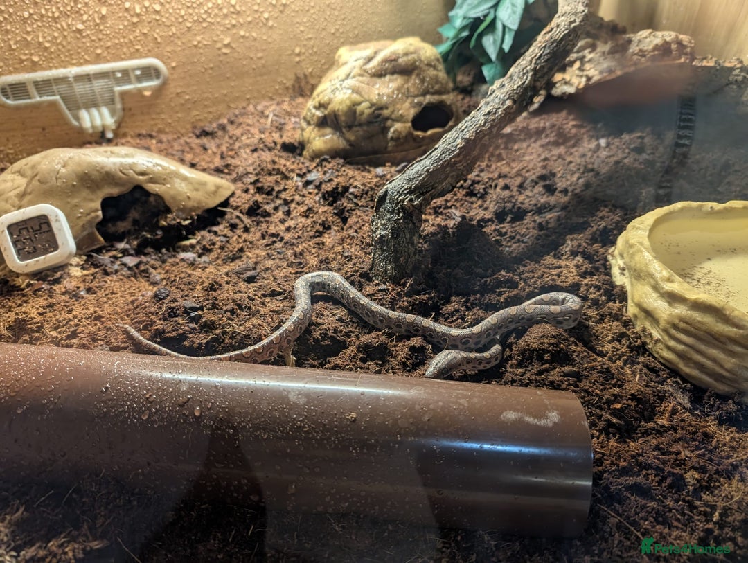 Boa Snake reptiles for sale: Brazilian Rainbow Boa - Image 6