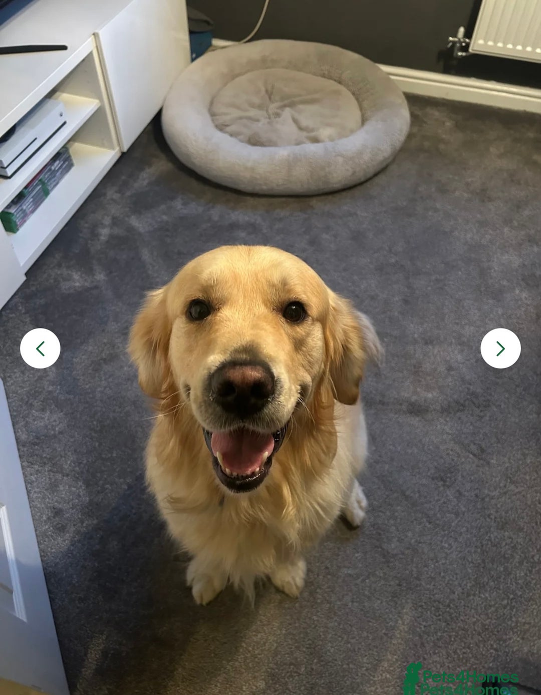 Golden Retriever dogs for sale: 4 stunning golden retriever puppies for sale - Image 6