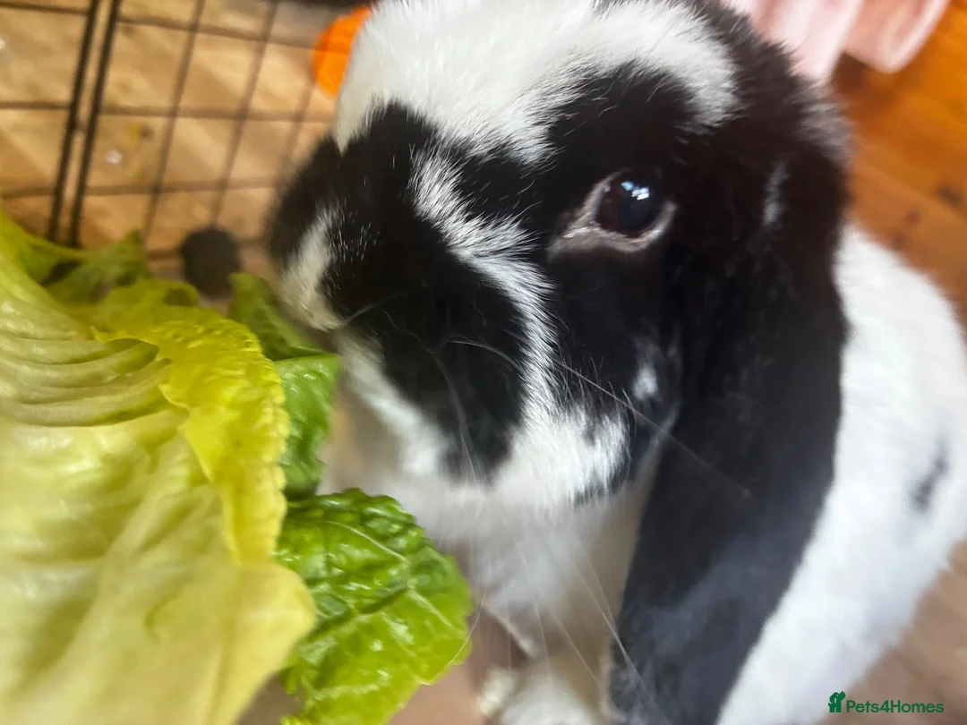 Mini Lop rabbits for sale: Mini lop rabbit  in Orpington - Advert 1