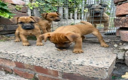 Lakeland Terrier dogs for sale: Working Lakeland Terrier Pups For Sale in Rotherham - Image 13
