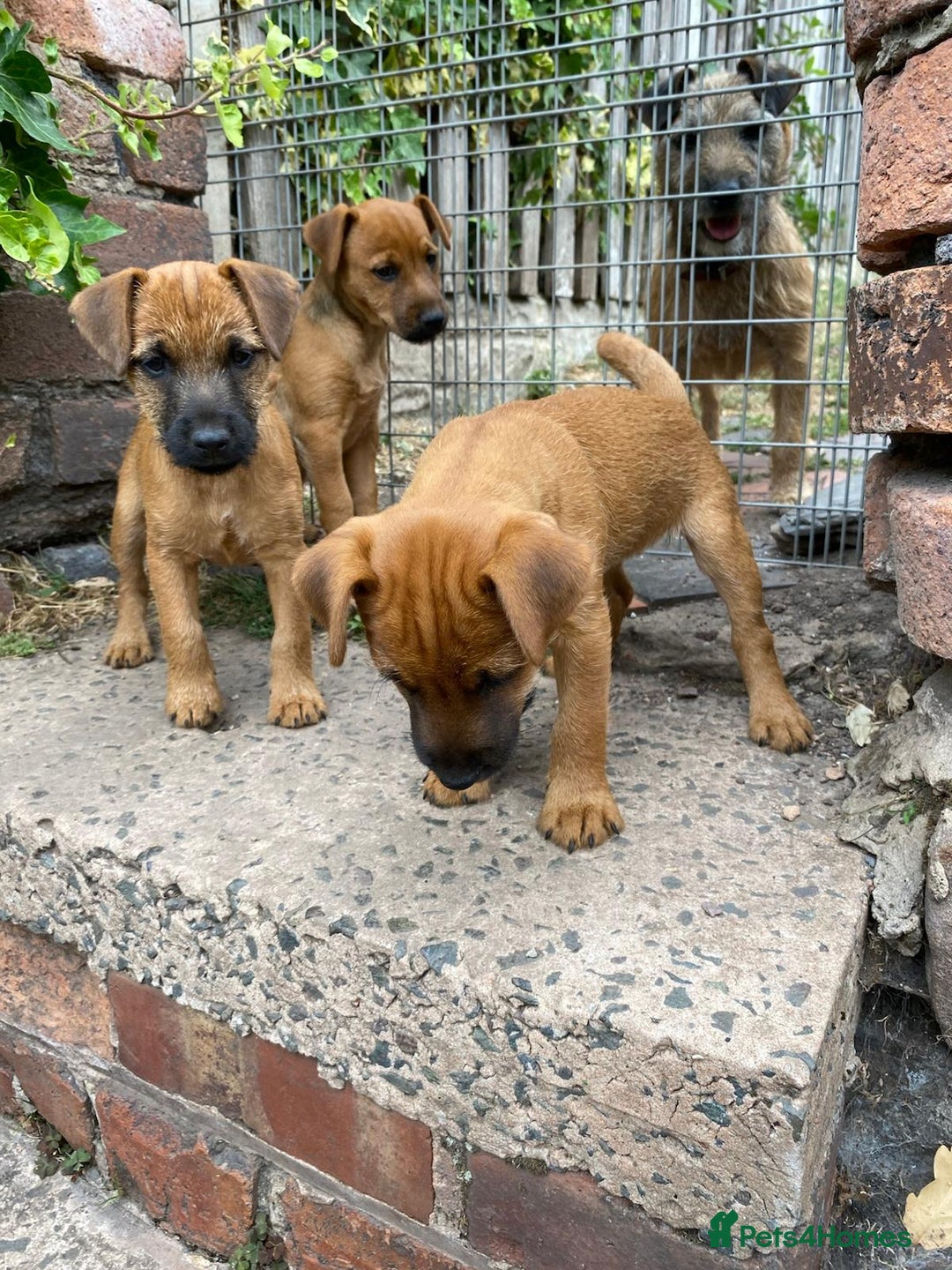 Lakeland Terrier dogs for sale: Working Lakeland Terrier Pups For Sale in Rotherham - Image 13