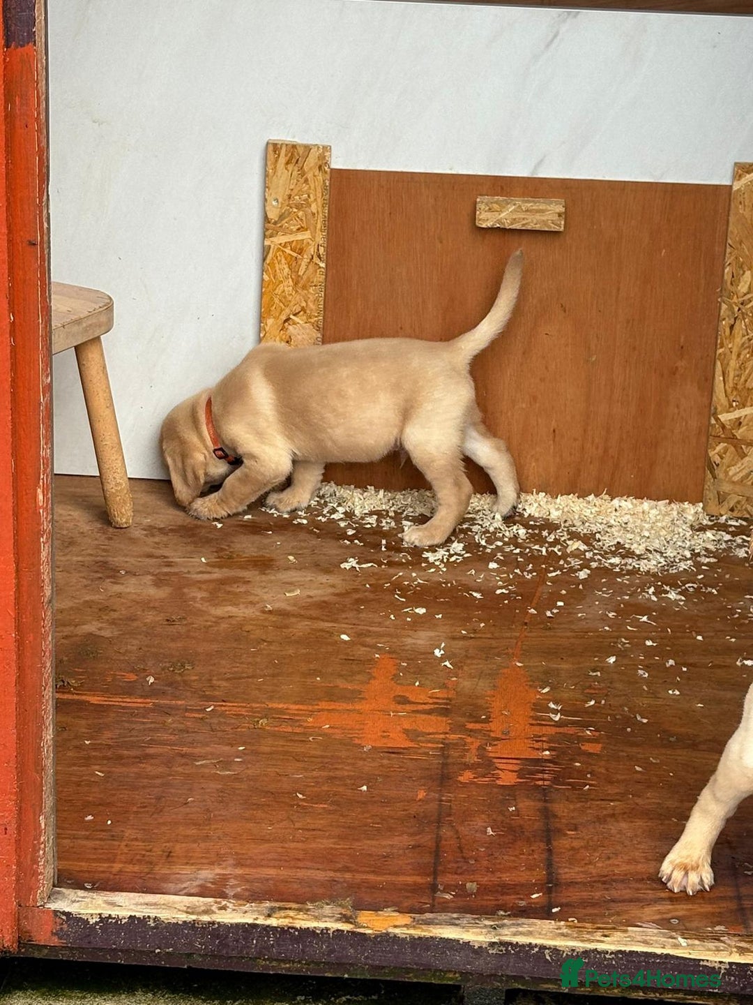 Labrador Retriever dogs for sale: IGL Champion × Top Irish Bitch Ready Mid–End Aug - Image 5