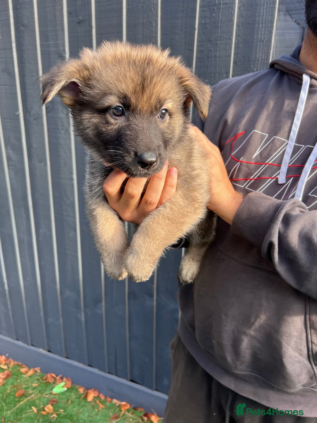 German Shepherd dogs for sale: German Shepherd Puppies, Ready to leave next week - Image 18