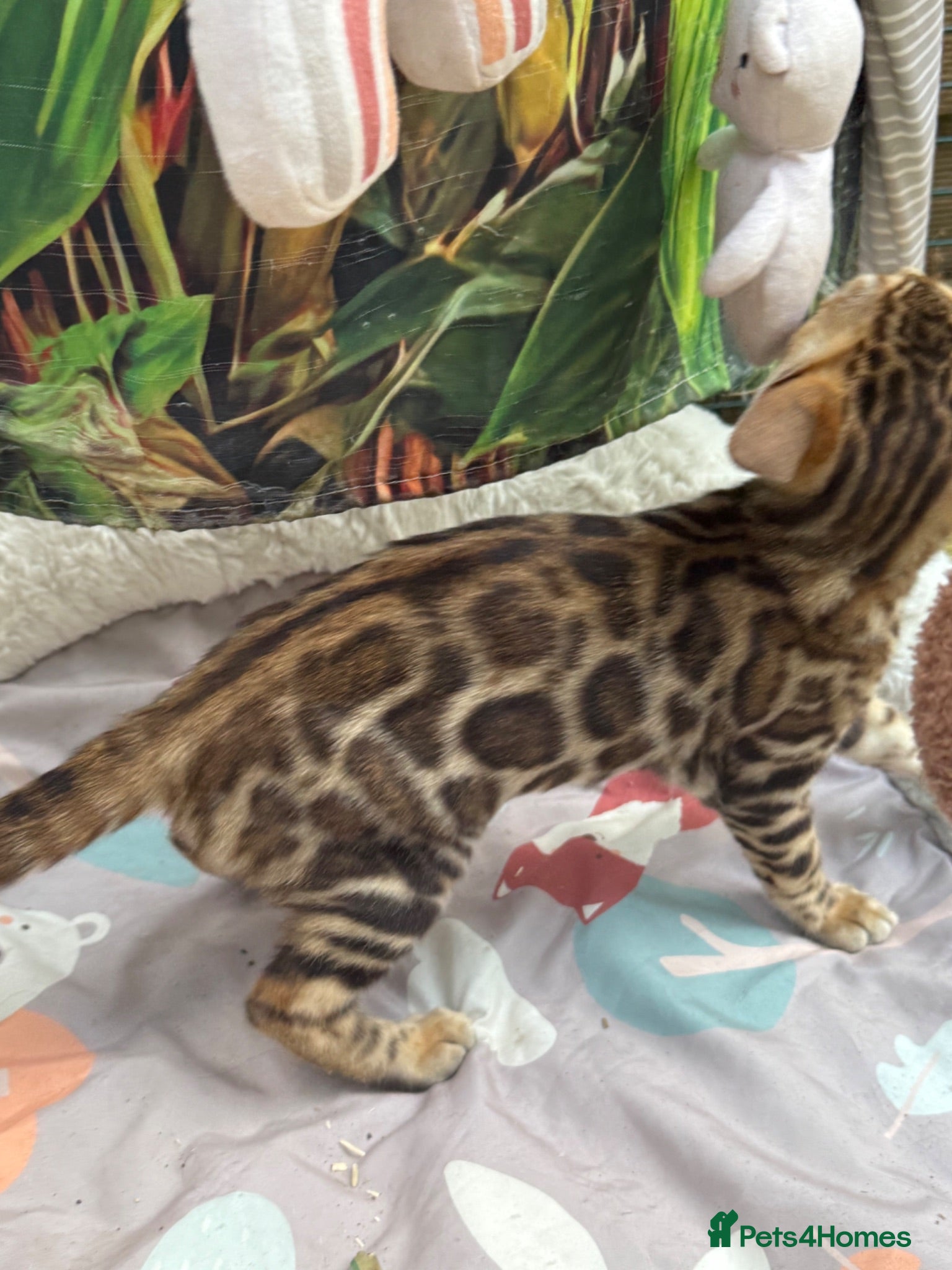 Bengal cats TICA 🐾 Health Tested 🩷 Very friendly Bengal girl - Advert 2