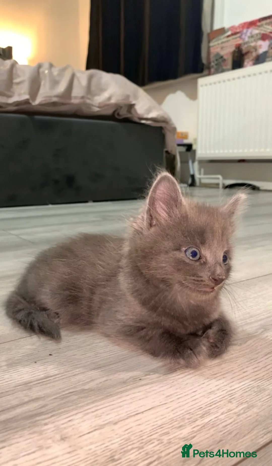 British Longhair cats for sale: Beautiful kitten - Advert 5