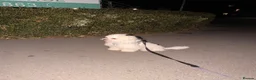 Maltese dogs for sale: Maltese puppy for sale  - Advert 9