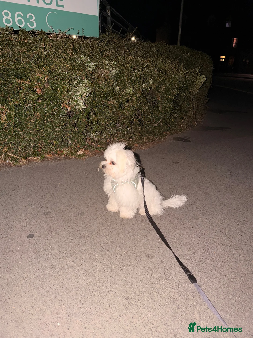 Maltese dogs for sale: Maltese puppy for sale  - Advert 9