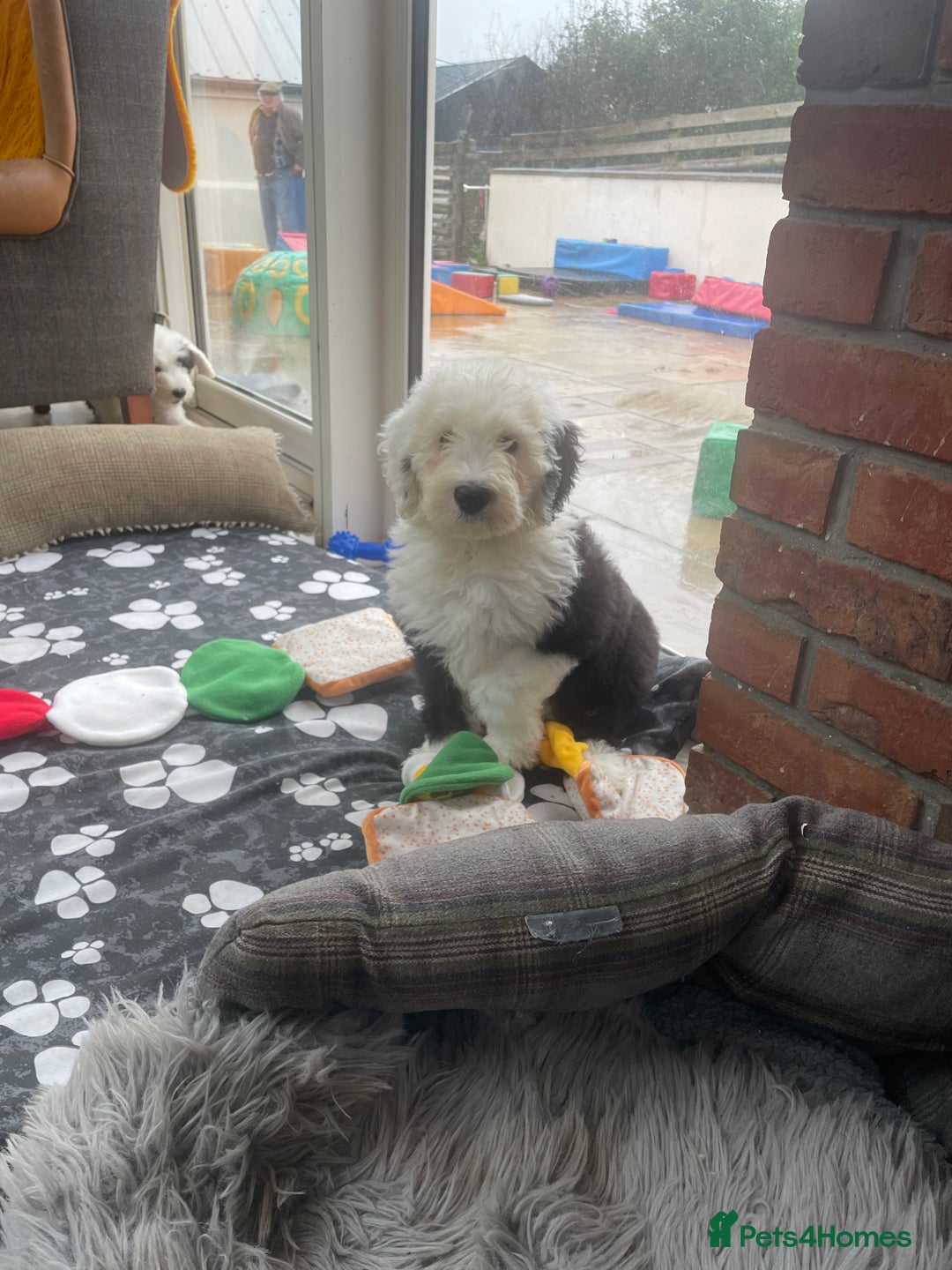Old English Sheepdog dogs for sale: Kc old English sheep dog puppies  - Image 18