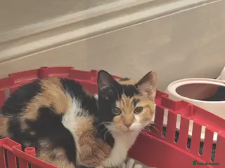 Mixed Breed cats Calico kitten, female - Advert 2