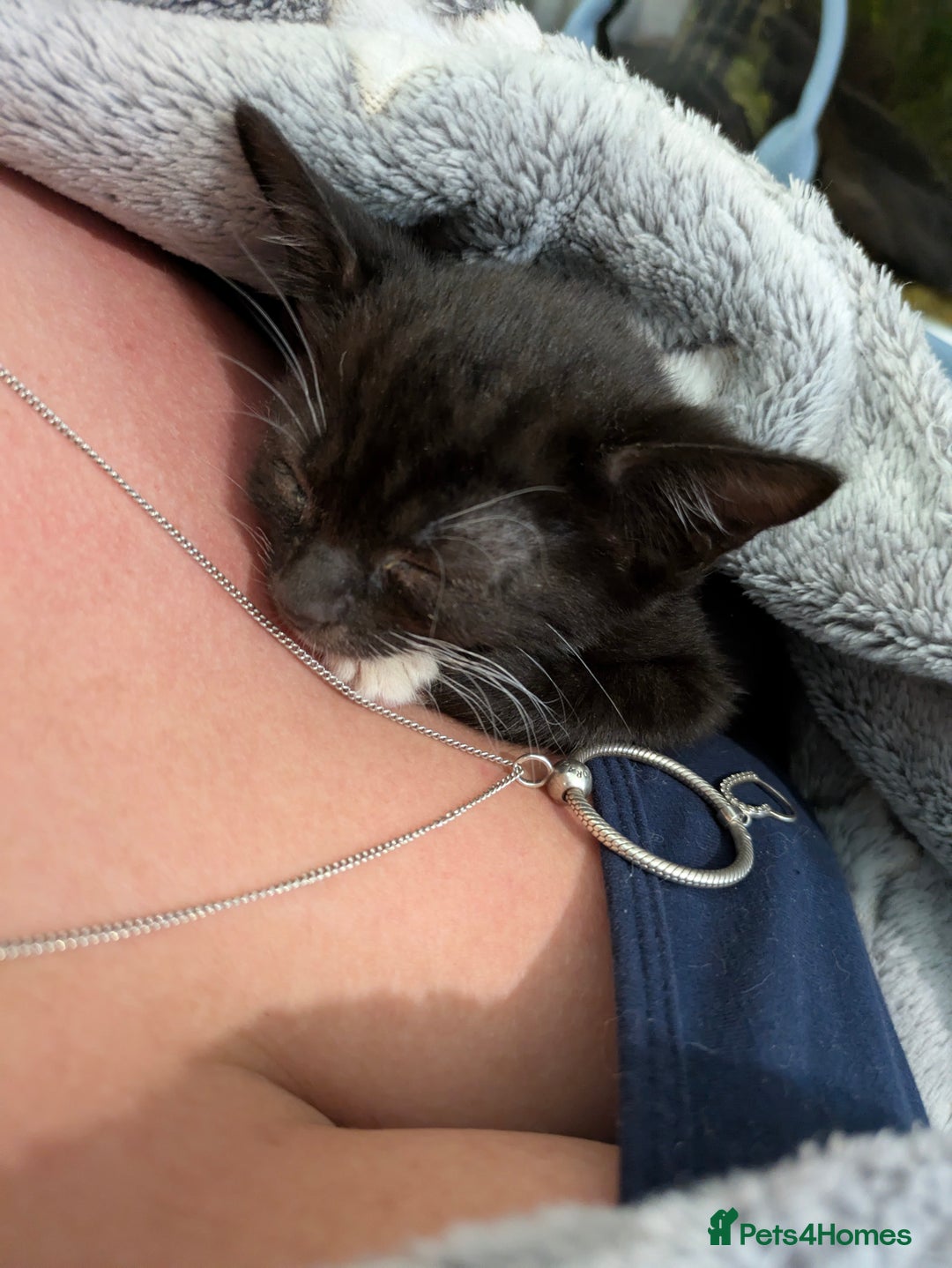 Mixed Breed cats for sale: Stunning b&w tuxedo girl - Image 11