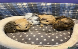 Guinea Pig rodents for sale: Lots of lovely baby guinea pigs - Image 9