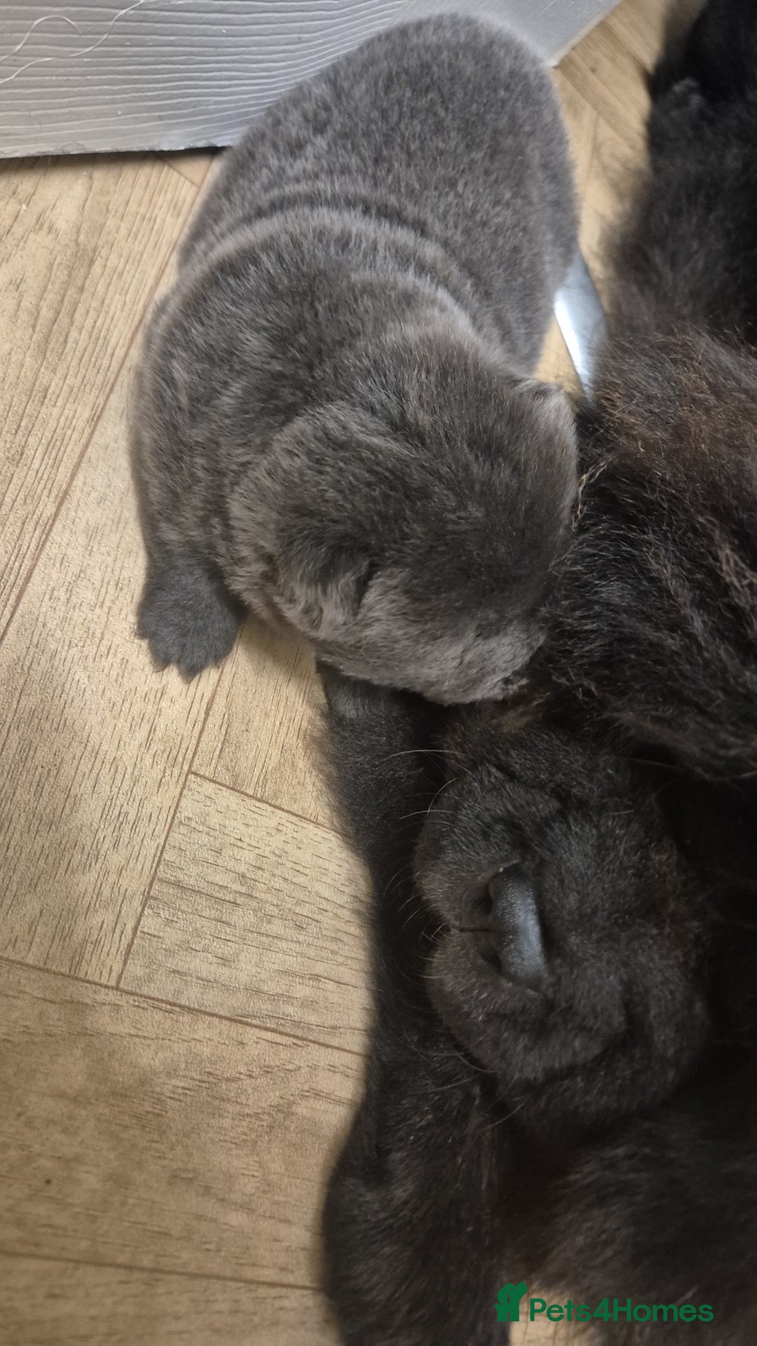 Chow Chow dogs for sale: Stunning Chow Chow Puppies Luxi Chow × Royal Chows - Advert 10