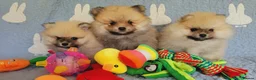 Pomeranian dogs for sale: Stunning KC Pomeranian Puppies for sale - Advert 22