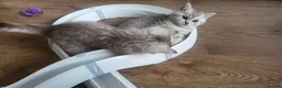Scottish Fold cats for sale: Adorable Scottish fold kittens - Advert 5