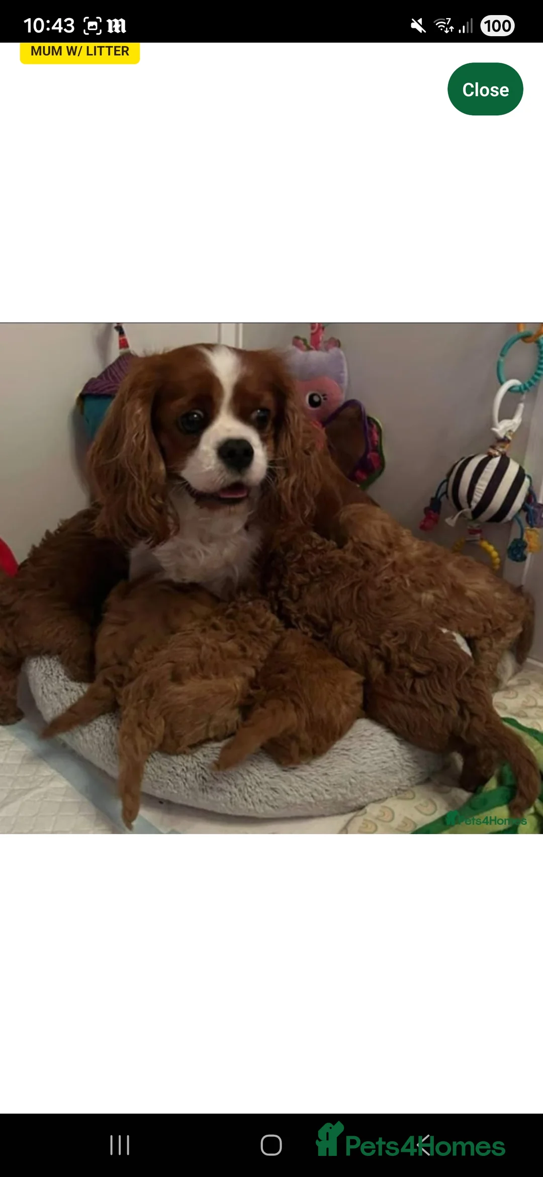 Cavapoo dogs for sale: Gorgeous 12 week old Cavapoo, Lola💗 - Advert 4