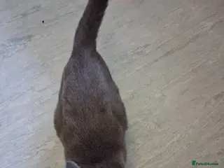 Mixed Breed cats Female grey/blue - Advert 1