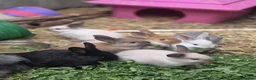 Mixed Breed rabbits for sale: Mum angora, dad lop - Advert 7