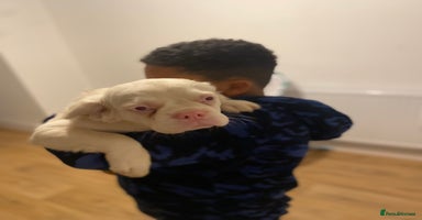 French Bulldog dogs Pink Fluffy Visual(Ice)🧊  REDUCED - Advert 12