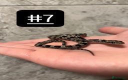 Corn Snake reptiles for sale: eight corn snakes hatchlings ready to be bought ! - Image 8