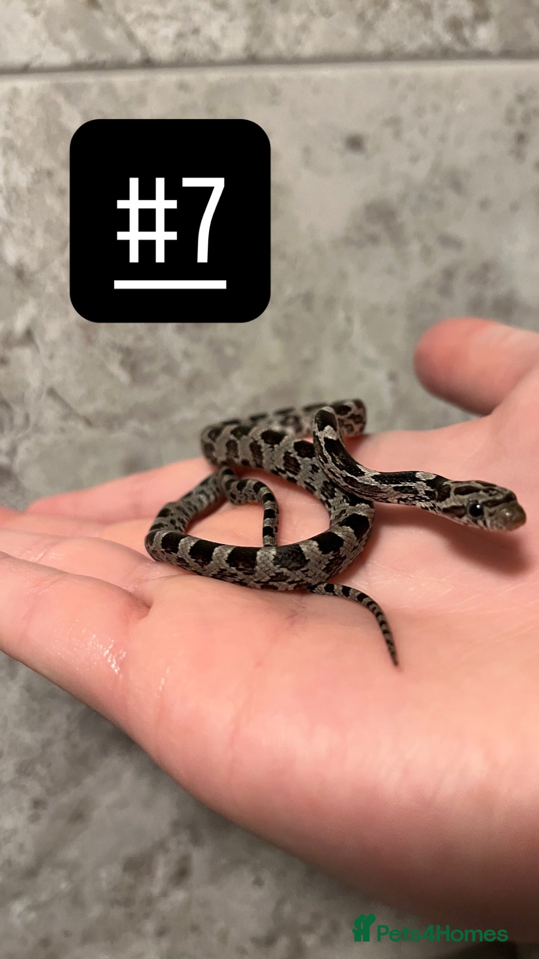 Corn Snake reptiles for sale: eight corn snakes hatchlings ready to be bought ! - Image 8