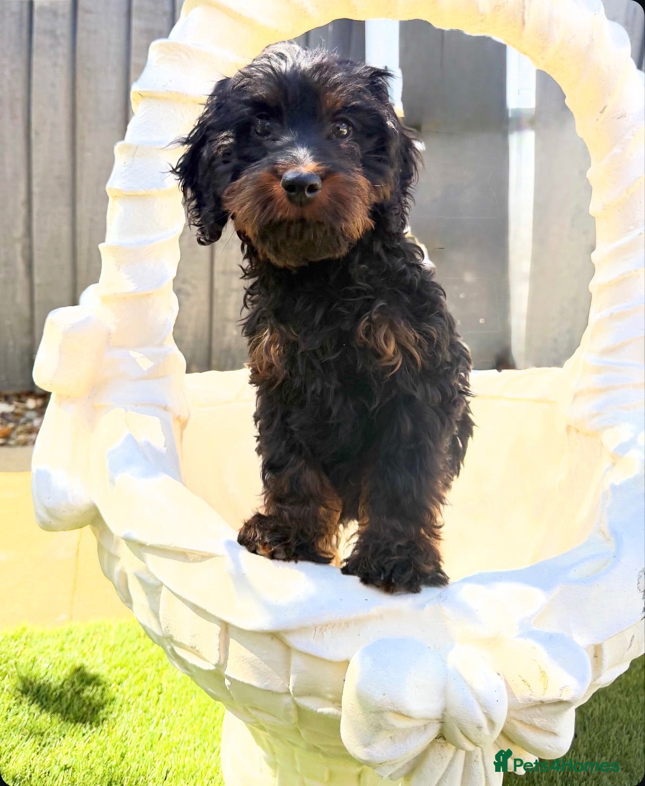 Cockapoo dogs 1 boy left Cockapoo pup - Advert 1