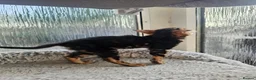 Bengal cats for sale: Bengal Kittens(Marble and Snow bengal available) - Advert 2