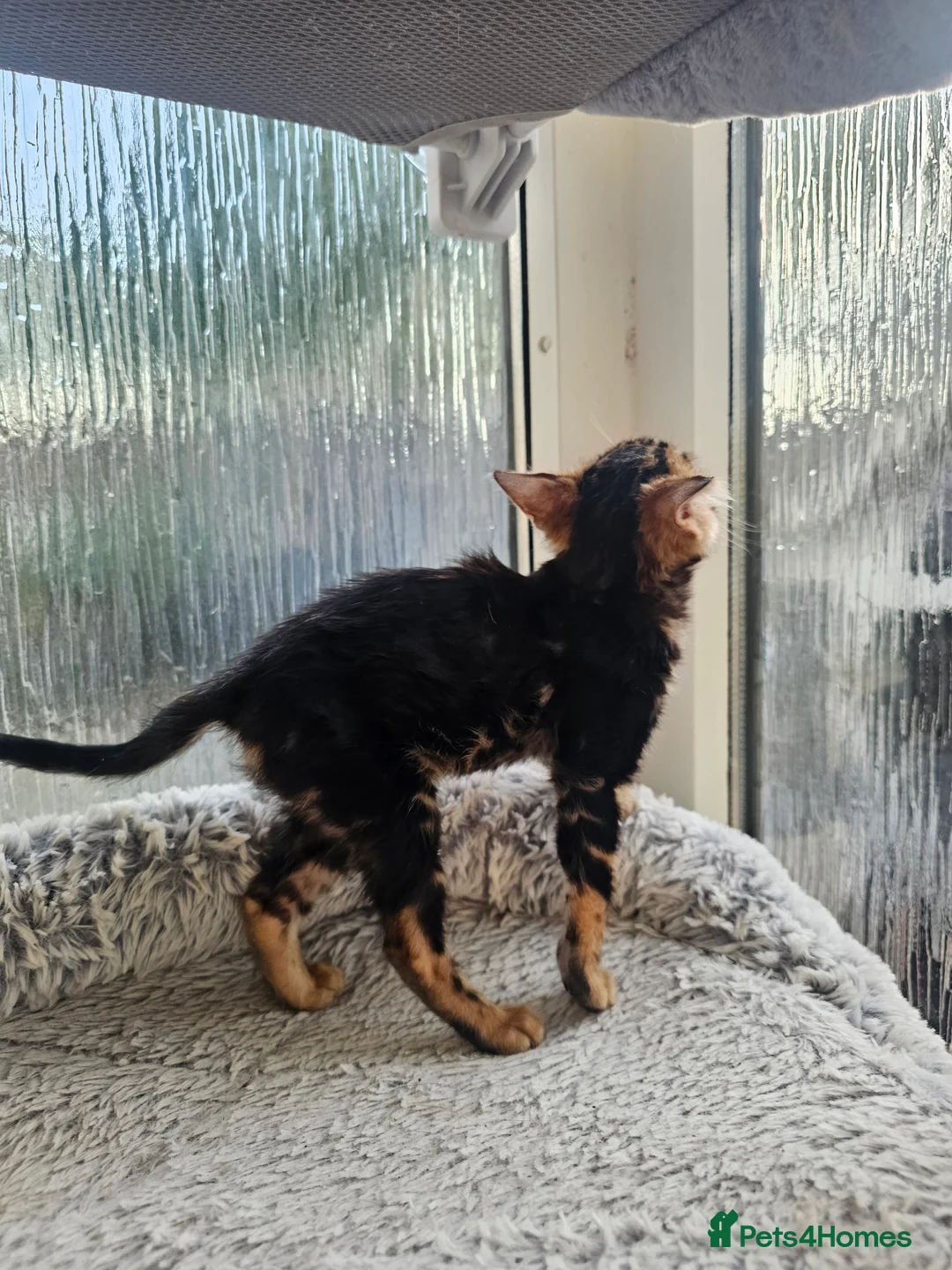 Bengal cats for sale: Bengal Kittens(Marble and Snow bengal available) - Advert 2