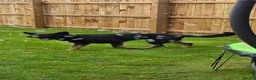 German Shepherd dogs for sale: Female german shepherd  - Advert 8