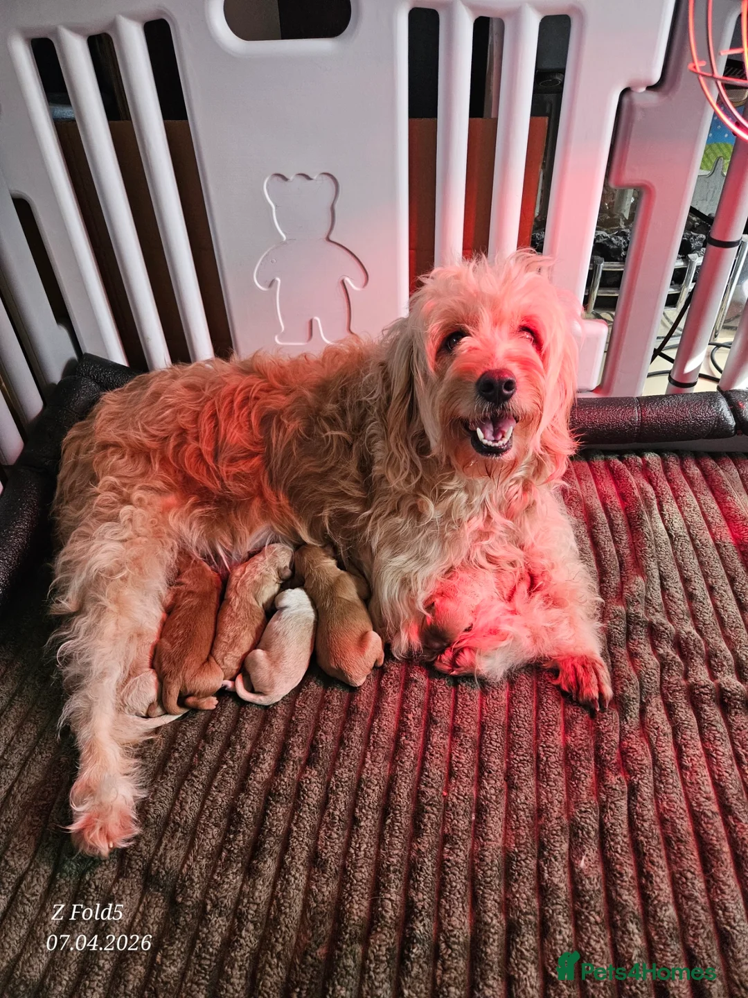 Mini Goldendoodle dogs for sale: Miniature Goldendoodle Puppy F1B - Advert 12