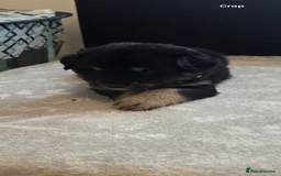 Goldador dogs for sale: Goldador x Labrottie Miniature Puppies for Sale - Advert 32