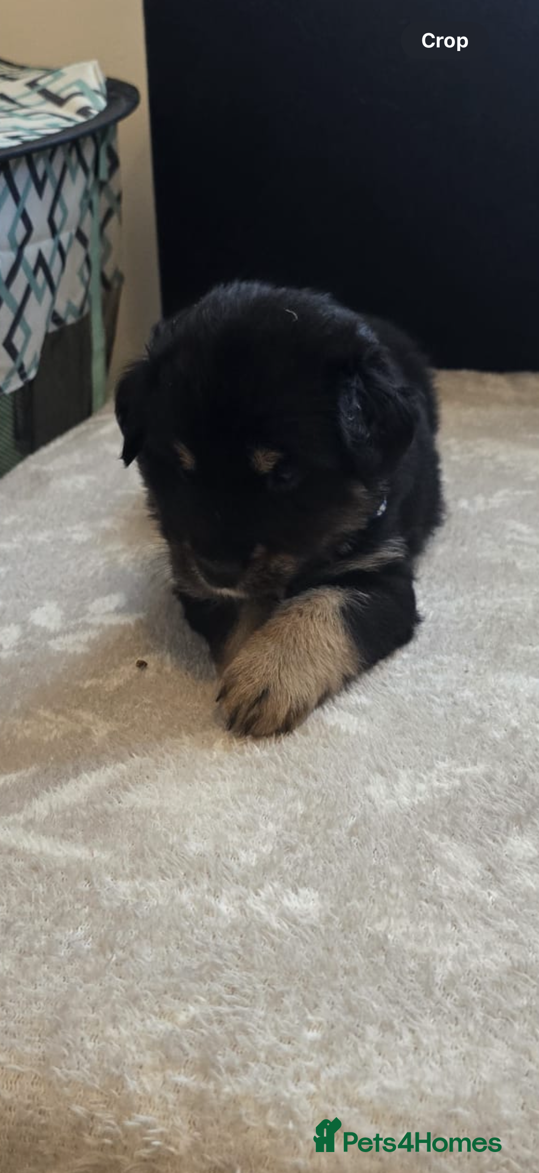 Goldador dogs for sale: Goldador x Labrottie Miniature Puppies for Sale - Advert 32