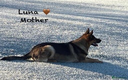German Shepherd dogs for sale: K.C German Shepherd Puppies  - Image 13