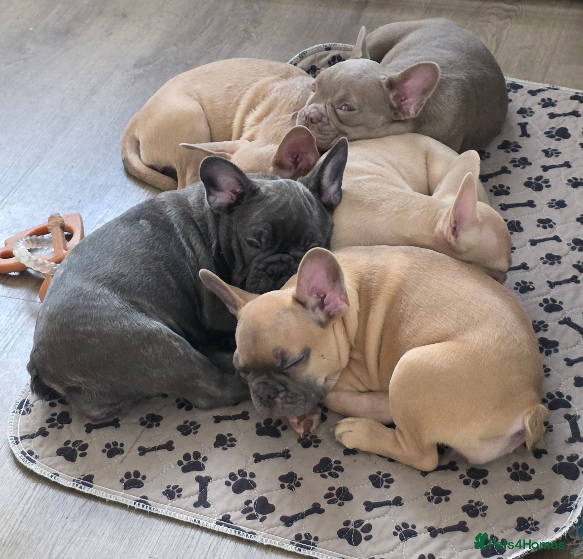 Frug dogs Pups 94% French Bulldog 6% pug (frug) - Advert 3