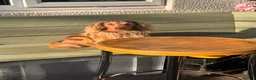 Dachshund dogs for stud: Long haired chocolate dapple dachshund for stud  in Gosport - Advert 6