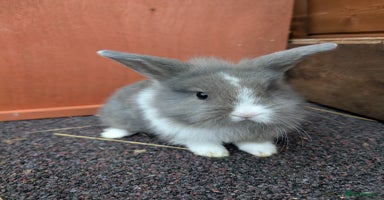 Mini Lop rabbits - Advert 4